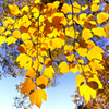 大山紅葉の森