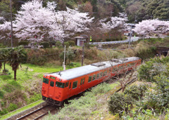 佐美の桜とタラコ列車