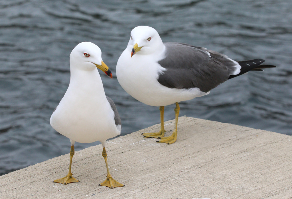 日御碕のウミネコ