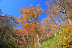 晩秋の大山紅葉