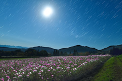月夜のコスモスと昇るオリオン座