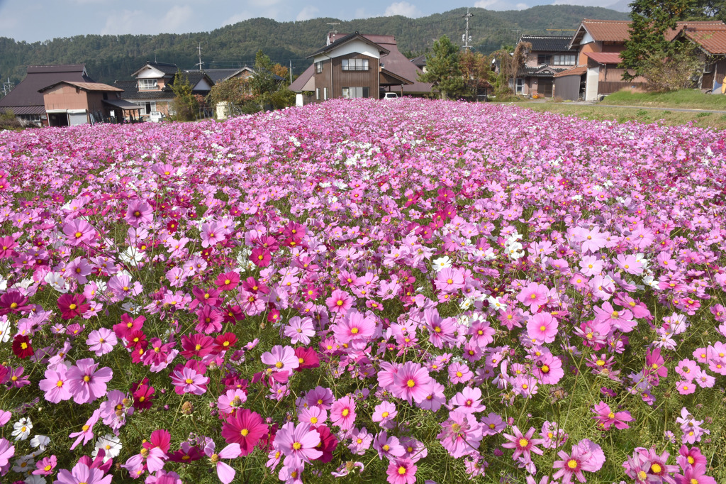 里の秋