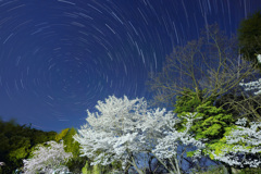 伯耆しあわせの郷の桜と北斗七星