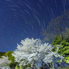 伯耆しあわせの郷の桜と北斗七星