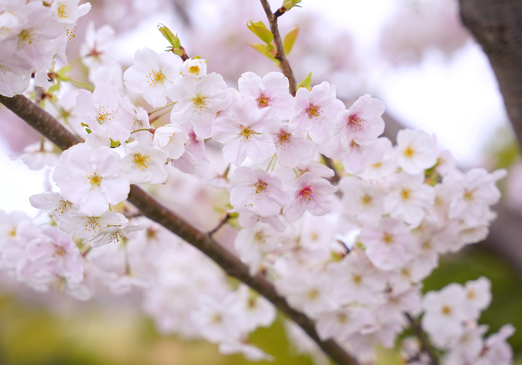 桜