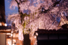 極楽寺の枝垂れ桜