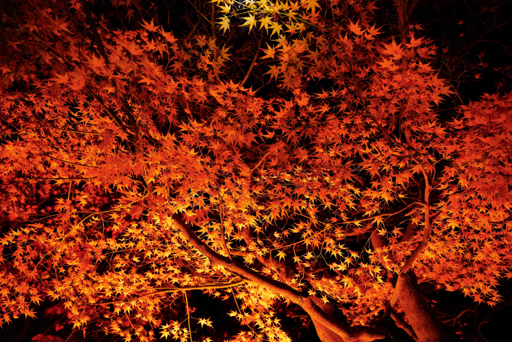 由志園紅葉