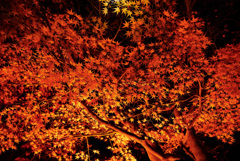 由志園紅葉