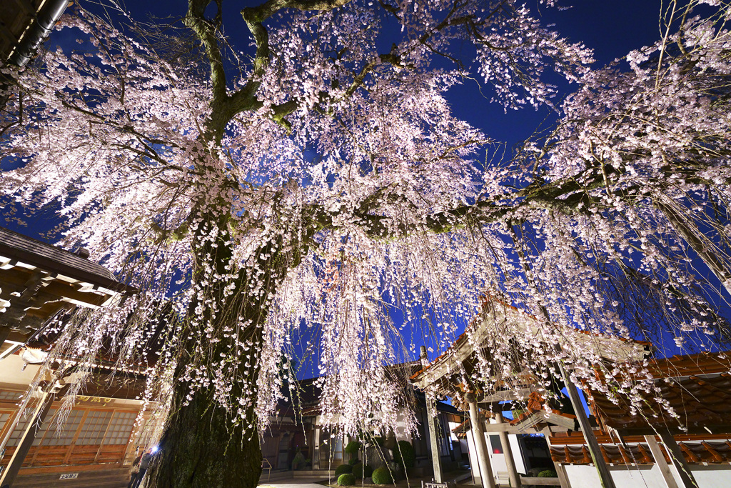 極楽寺の枝垂れ桜