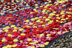 池泉天竺牡丹 池泉天竺牡丹