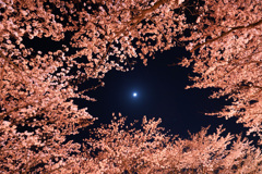 豊房の夜桜