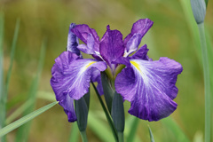 花菖蒲