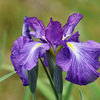 花菖蒲