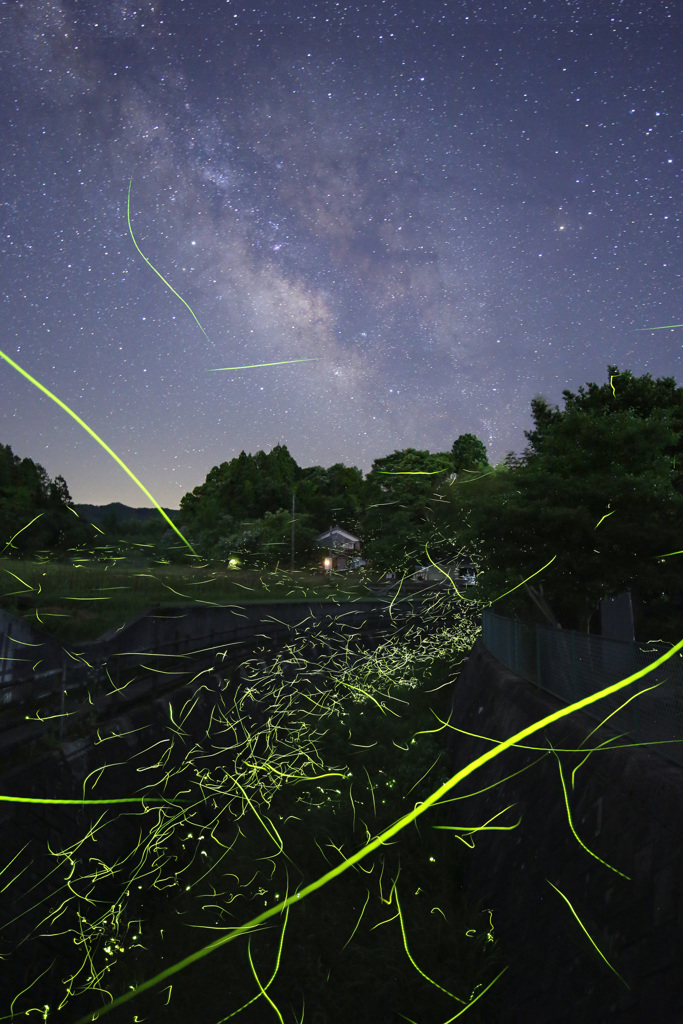 天の川とゲンジの乱舞