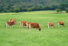 蒜山ジャージー牛
