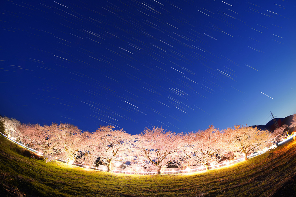 豊房の桜と沈む冬の大三角