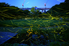 せせらぎ公園の夜