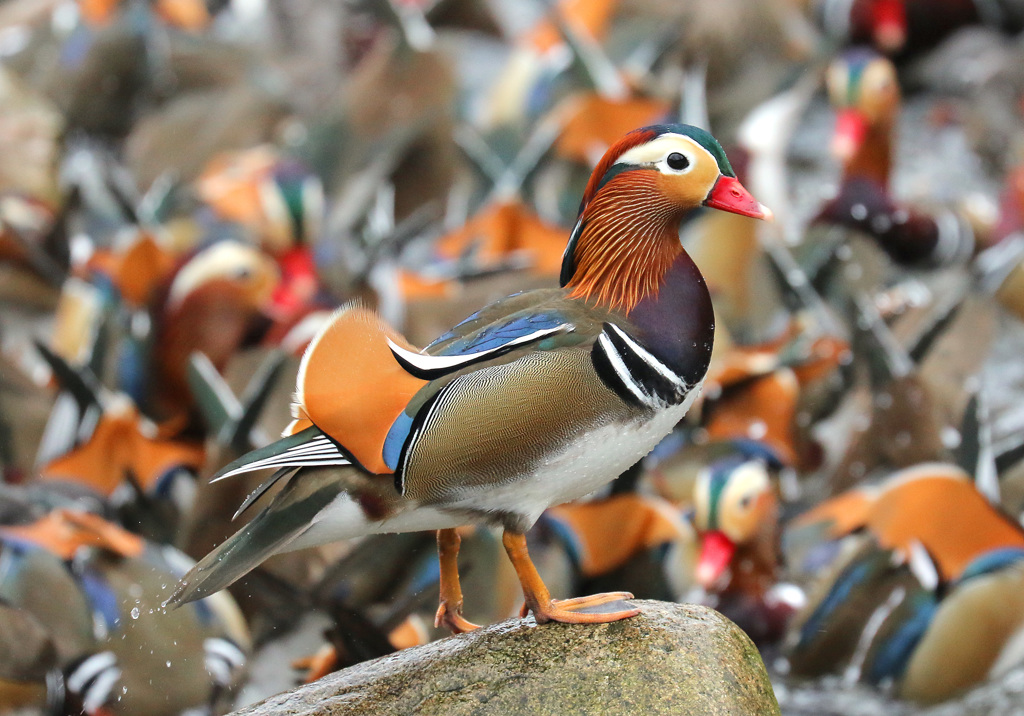 イチョウ羽の綺麗な若鳥