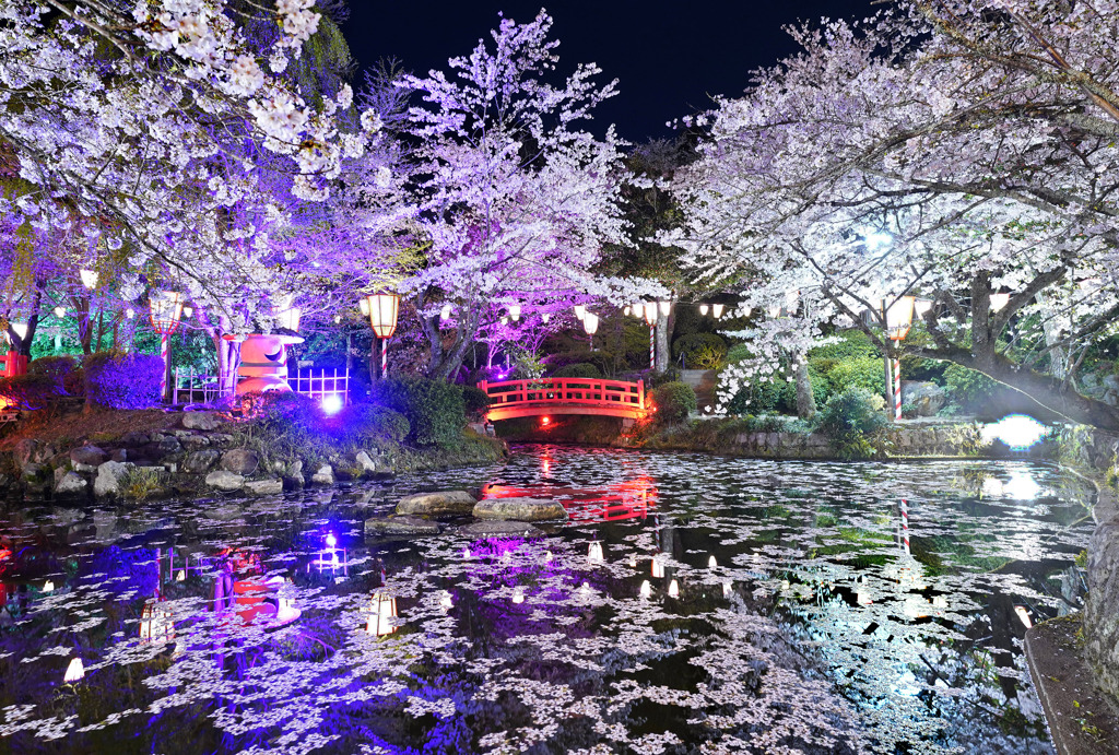打吹公園夜桜