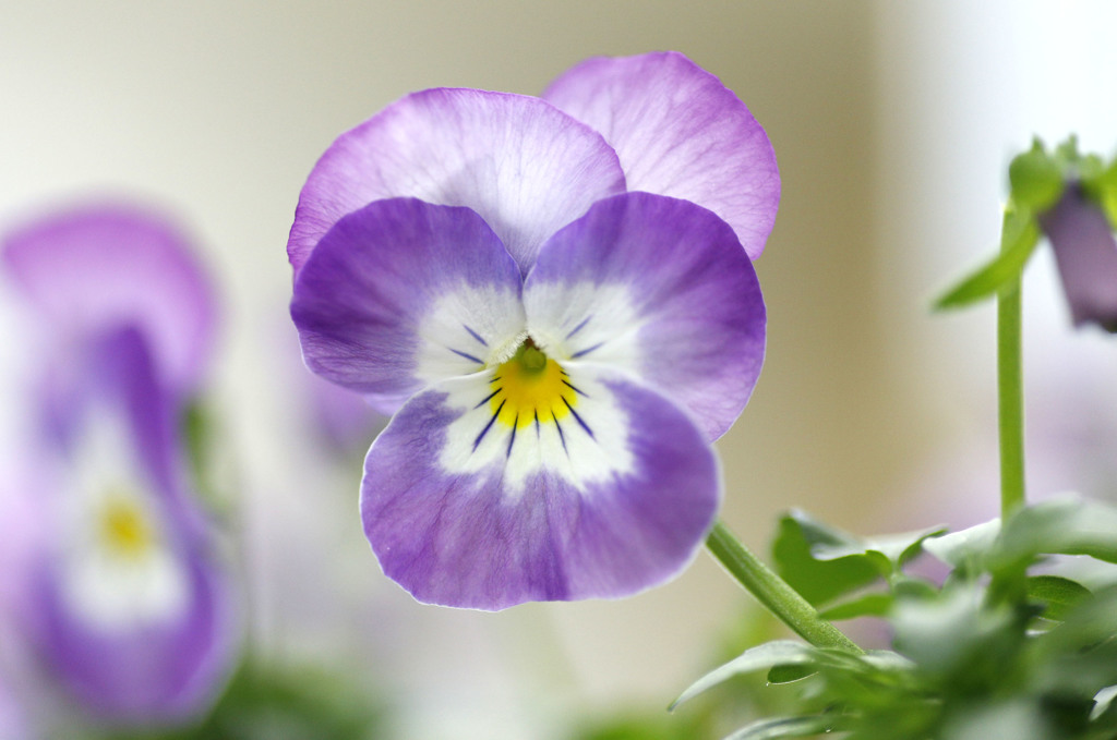 とっとり花回廊