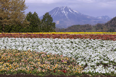 花の丘と大山
