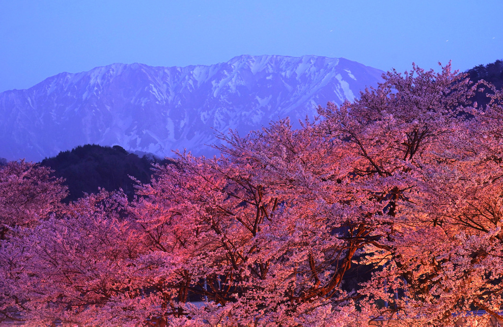大山と豊房の桜