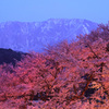大山と豊房の桜