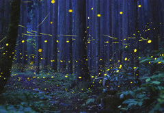 蒜山の森
