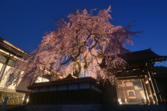 極楽寺の枝垂れ桜