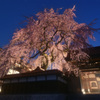 極楽寺の枝垂れ桜