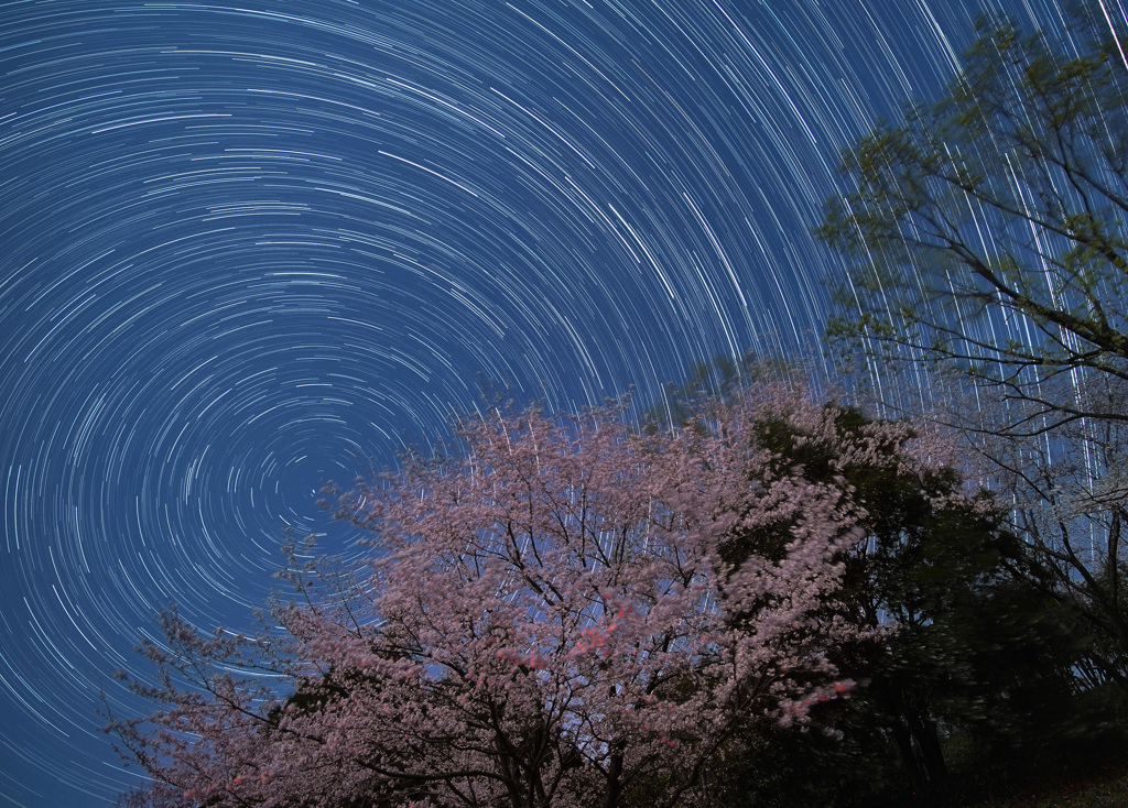 月夜の桜と昇る北斗七星