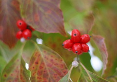 ハナミズキの実