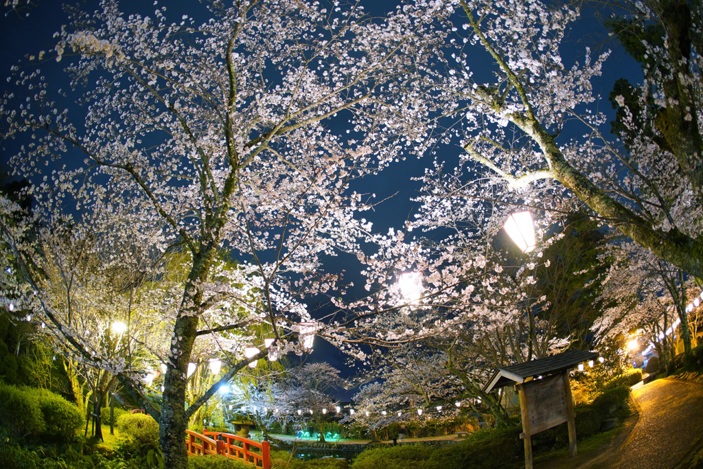 打吹公園夜桜