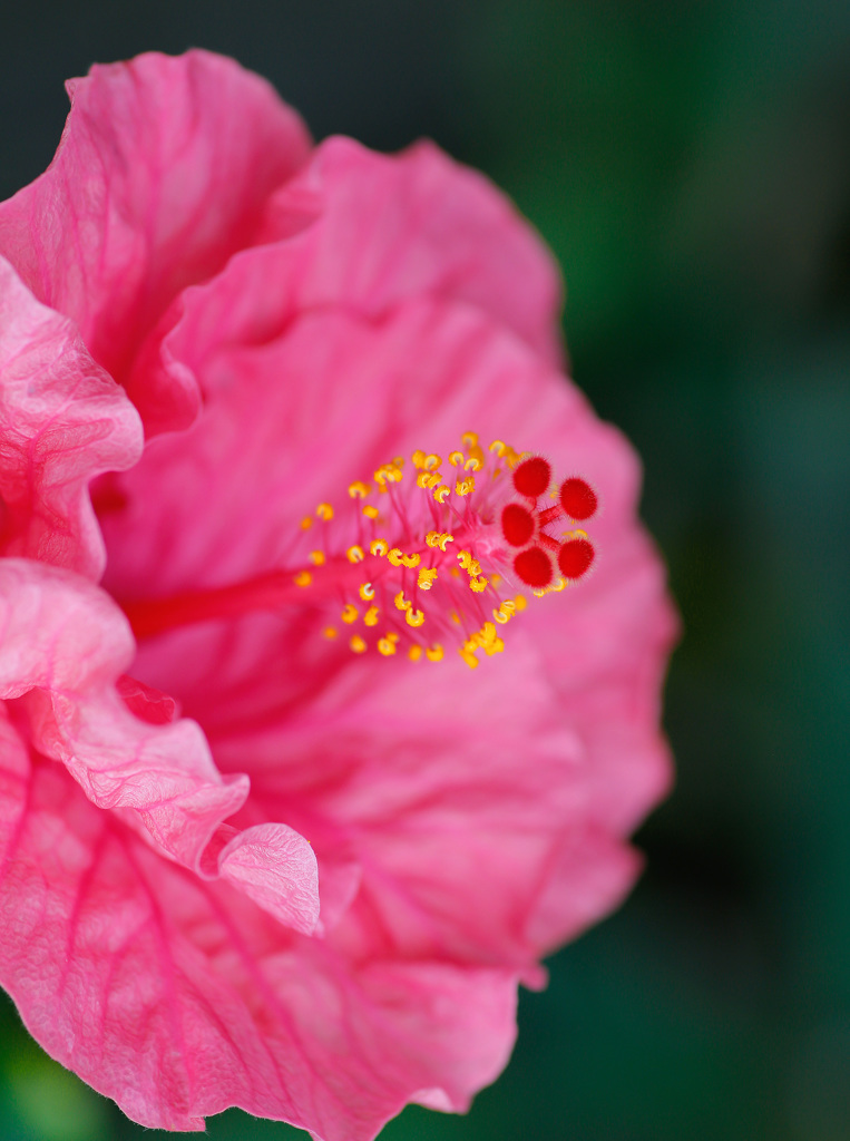 とっとり花回廊