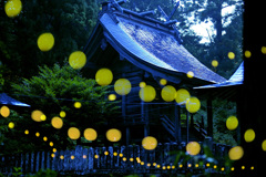 神社のヒメボタル