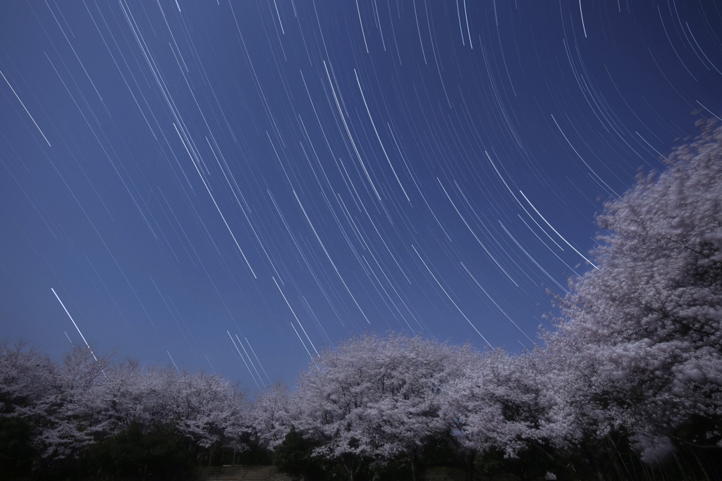 月夜の桜とふたご座・ぎょしゃ座