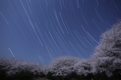月夜の桜とふたご座・ぎょしゃ座