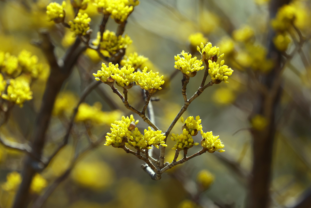 サンシュユの芽吹き