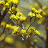 サンシュユの芽吹き