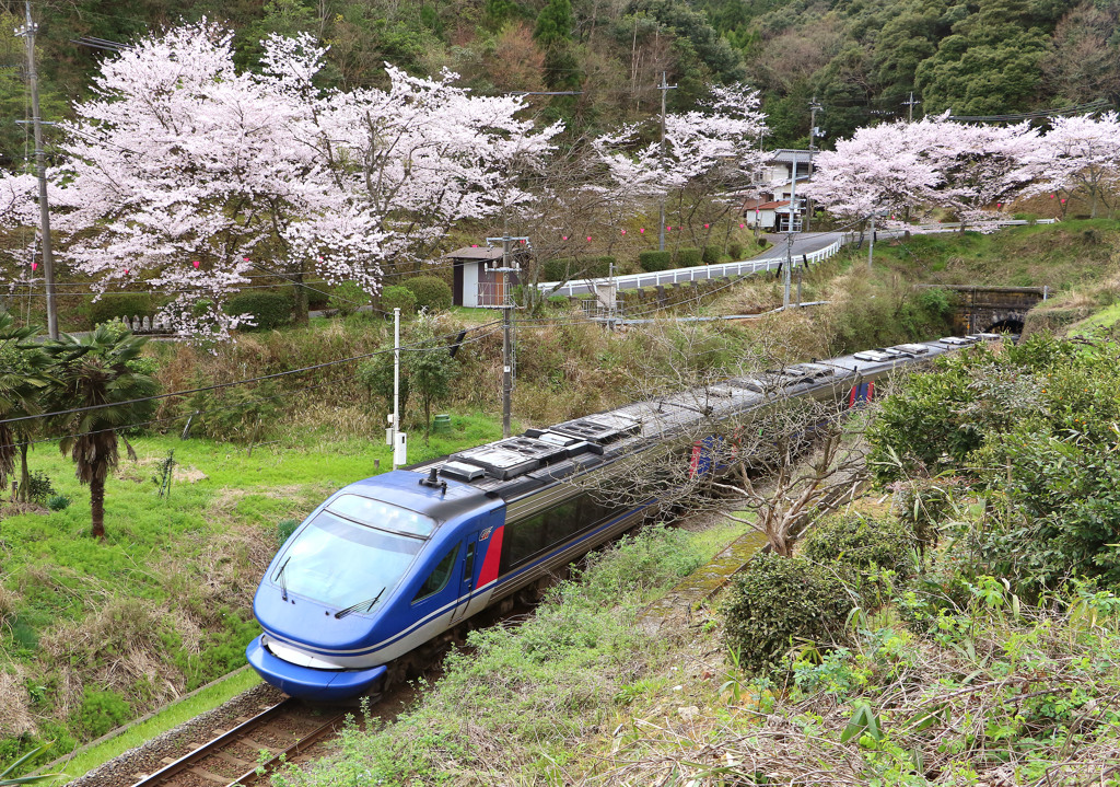 佐美の桜とスーパーはくと