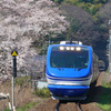 大伝寺の桜とスーパーはくと