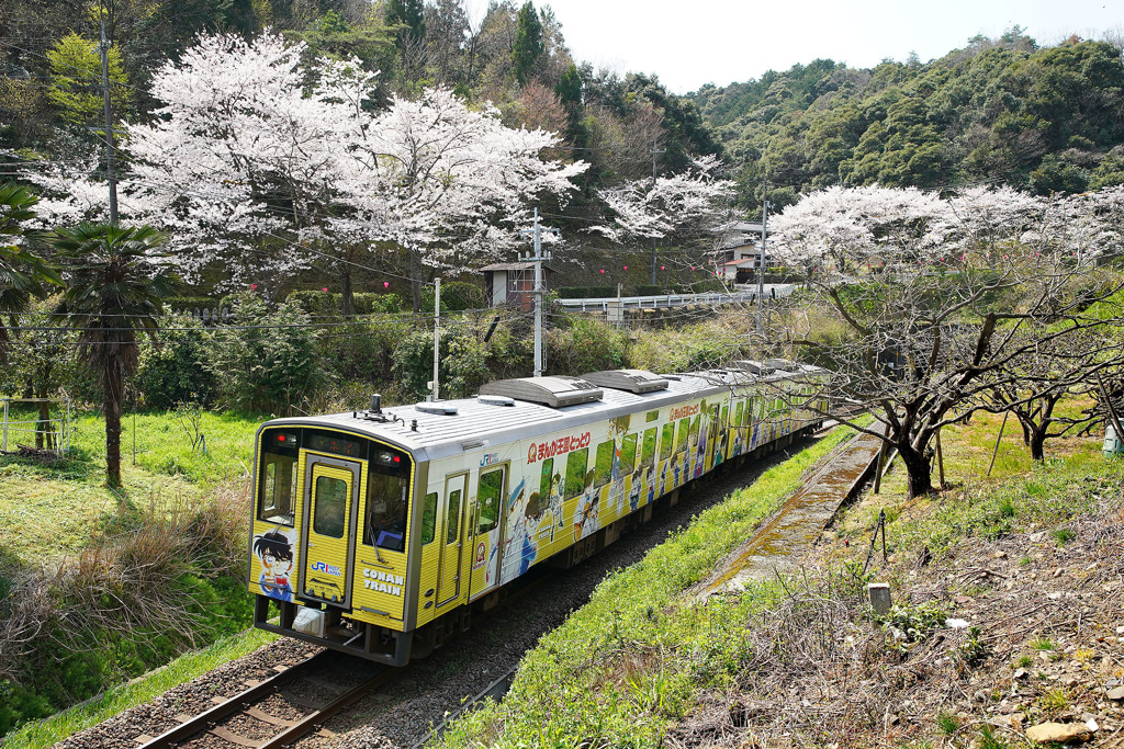 佐美の桜とコナン列車