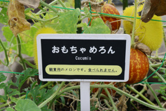 おもちゃめろん