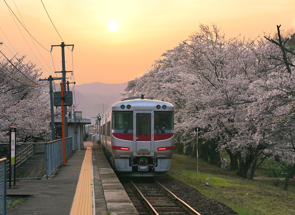 大岩駅の桜と特急はまかぜ