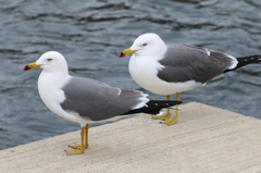 日御碕のウミネコ