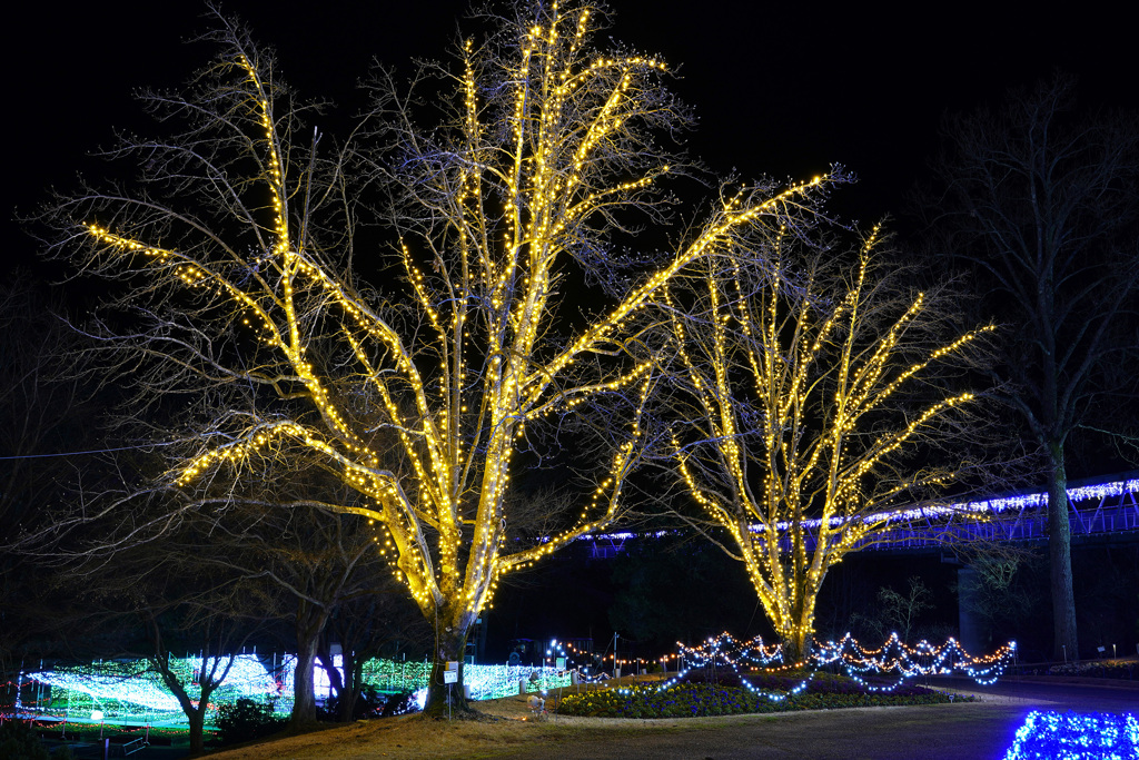 花回廊イルミネーション