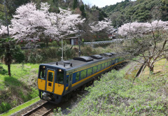 佐美の桜とスーパーまつかぜ