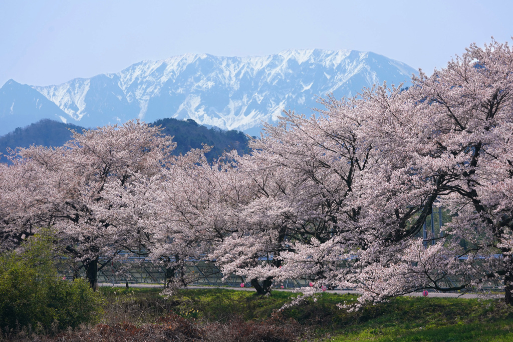 大山の春