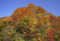 紅葉の裏大山