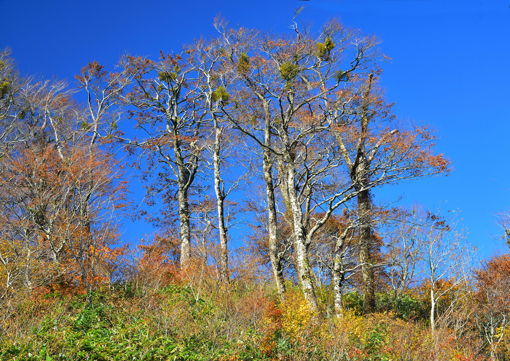 晩秋の大山紅葉
